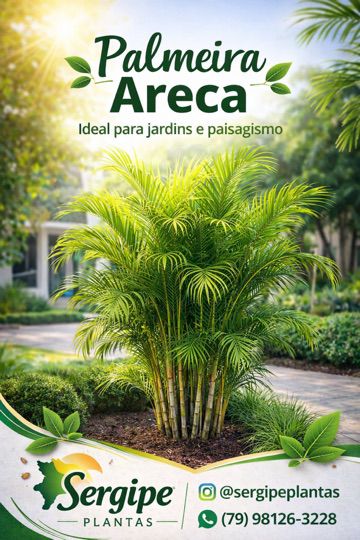Sergipe Plantas