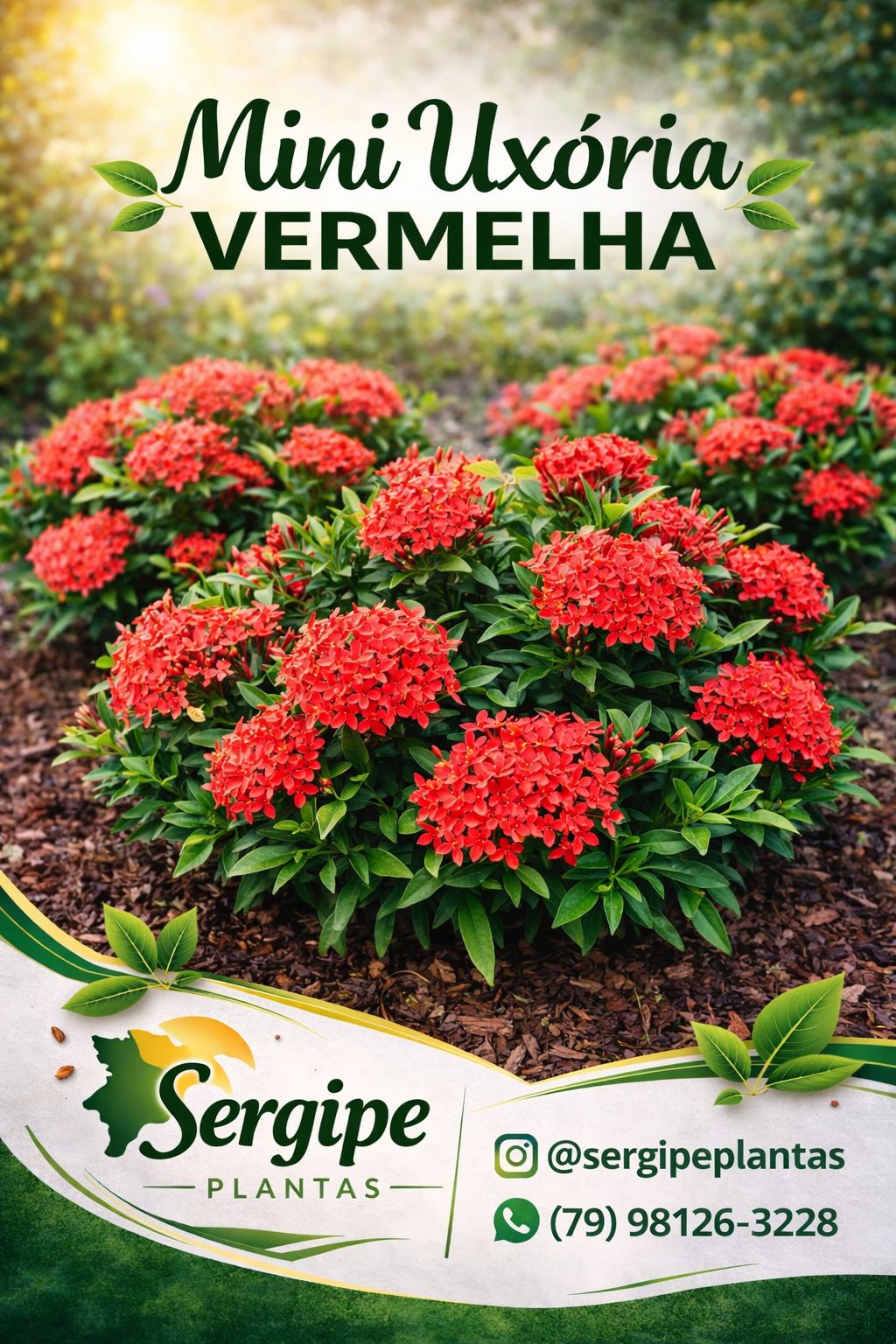 Mini Ixora