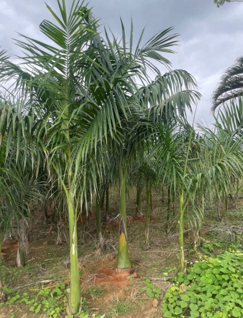 Palmeira Imperial