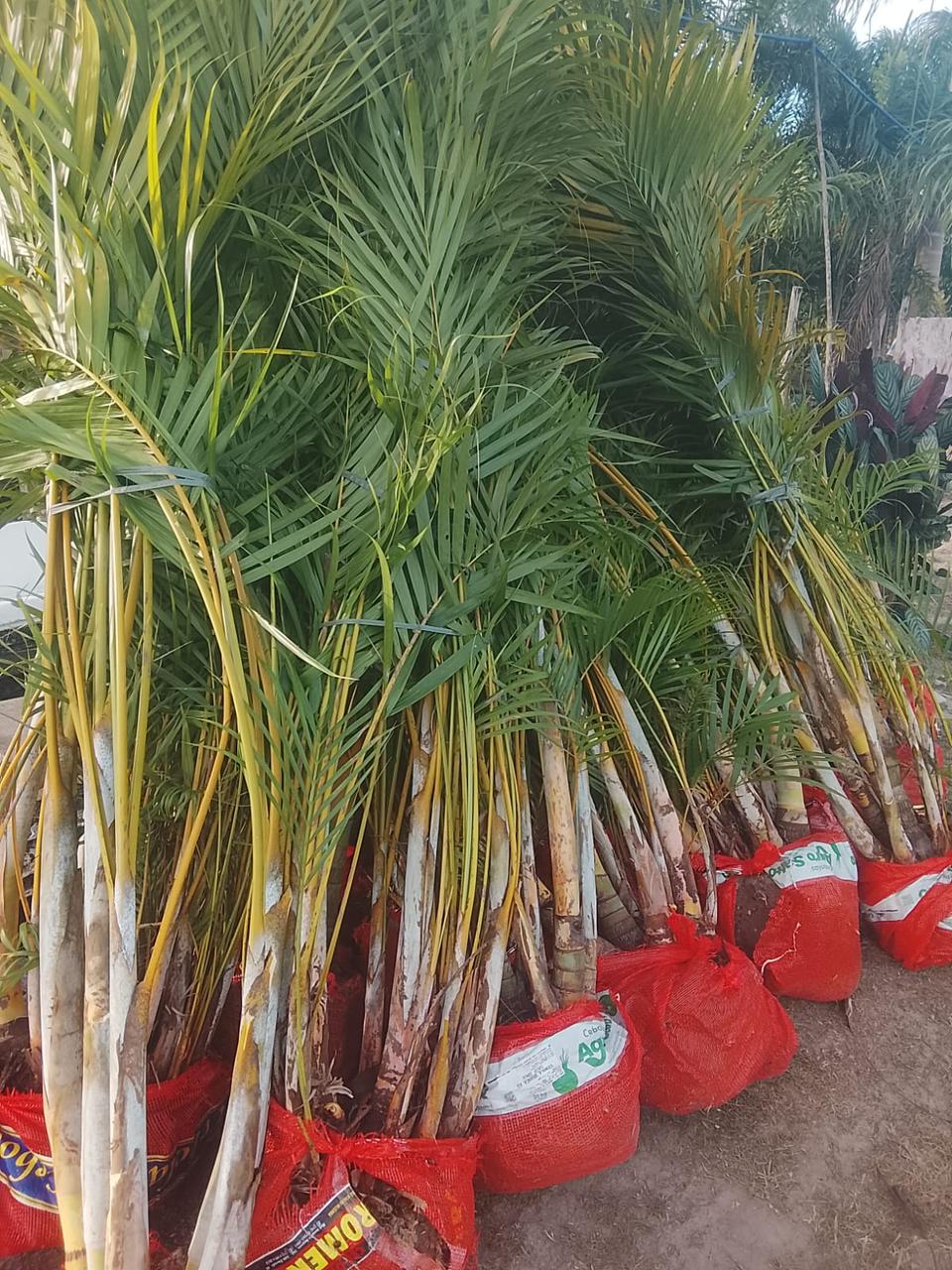 Palmeira Areca