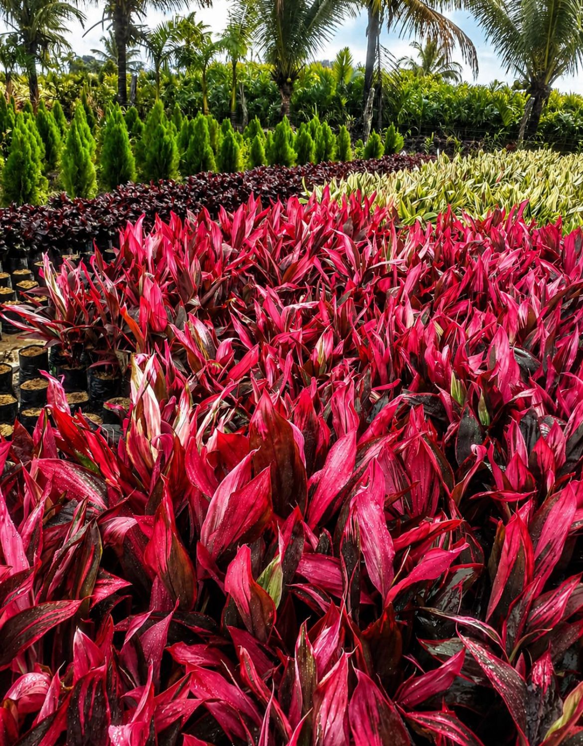 Cordyline Vermelha