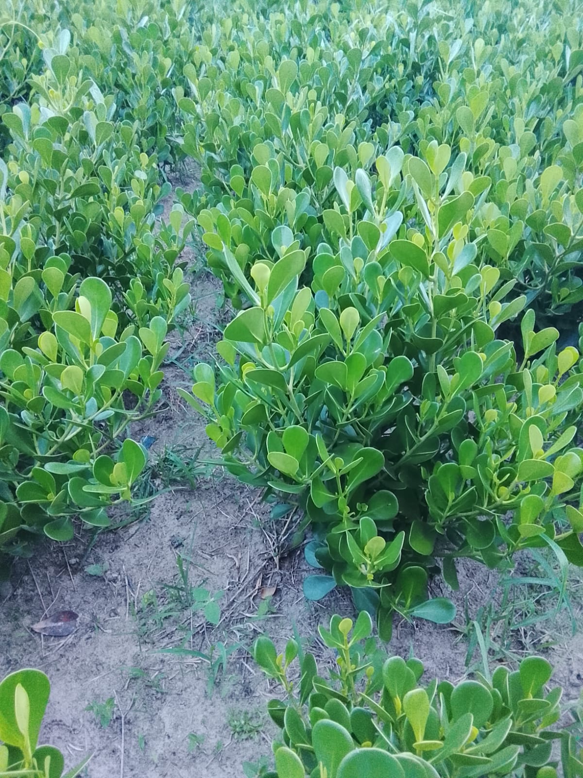 Clusia Verde