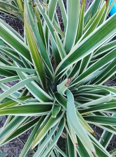 Dianella