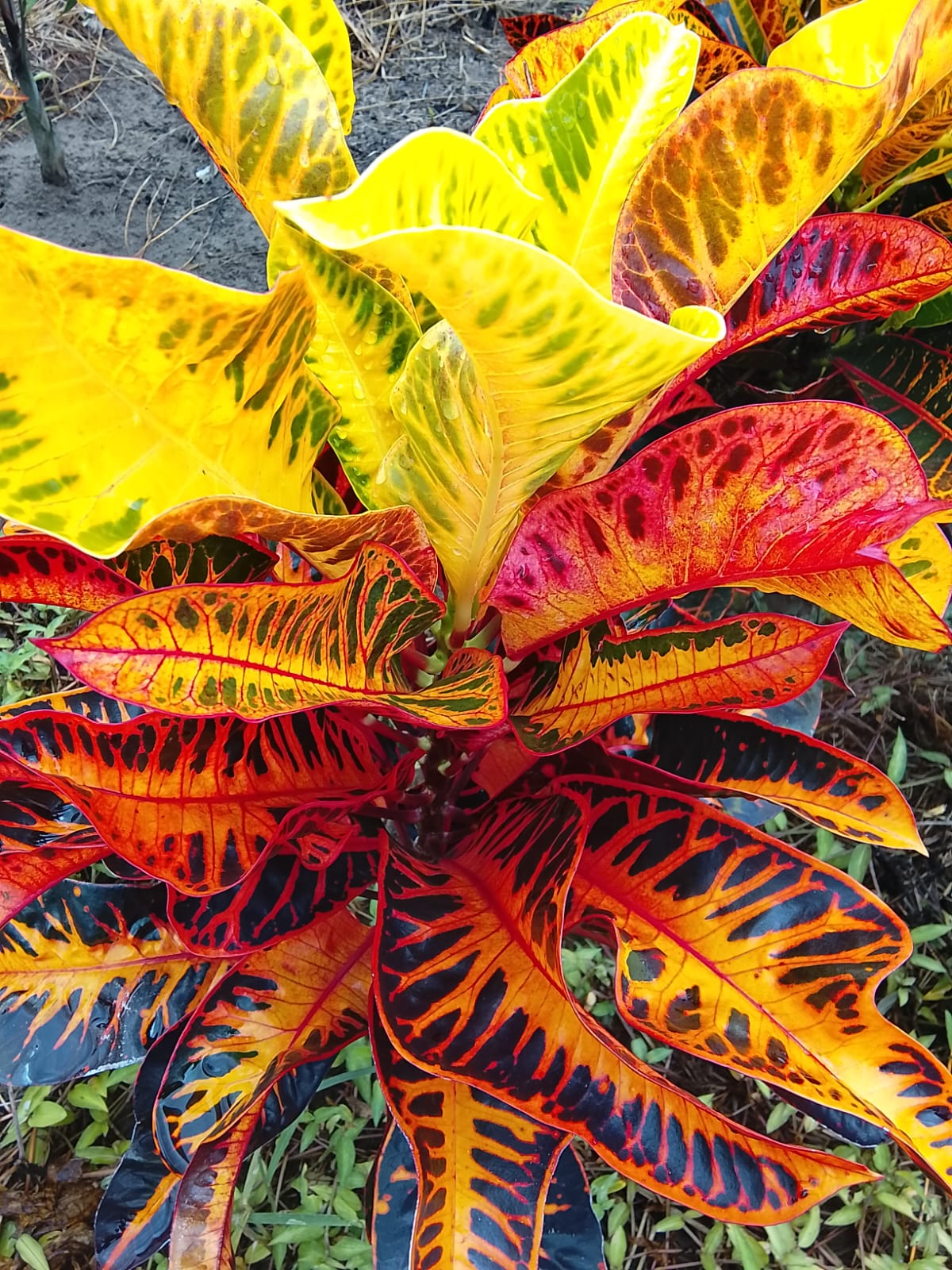 Croton Petra