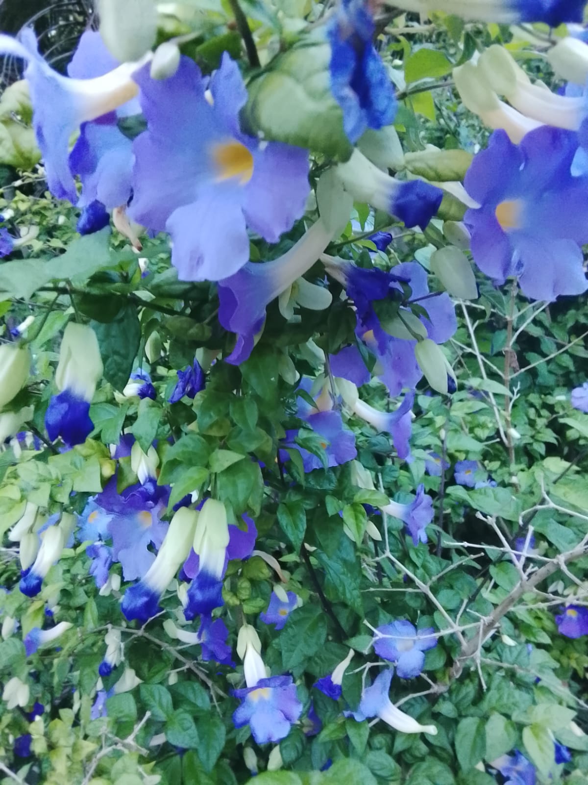 Tumbérgia-Azul