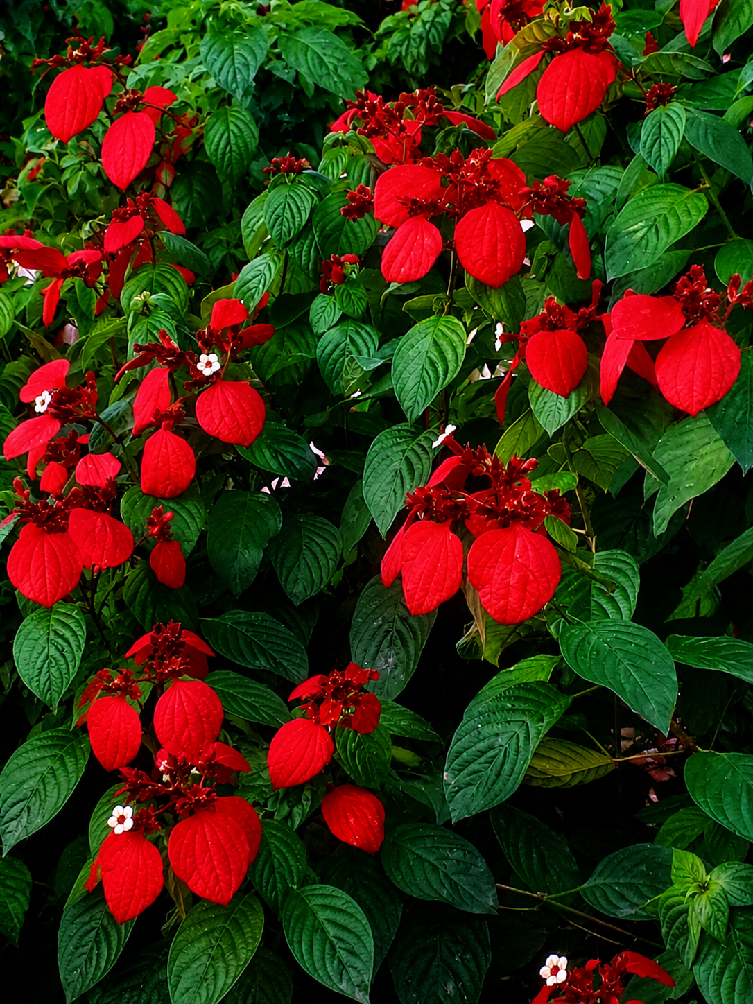 Mussaenda Vermelha