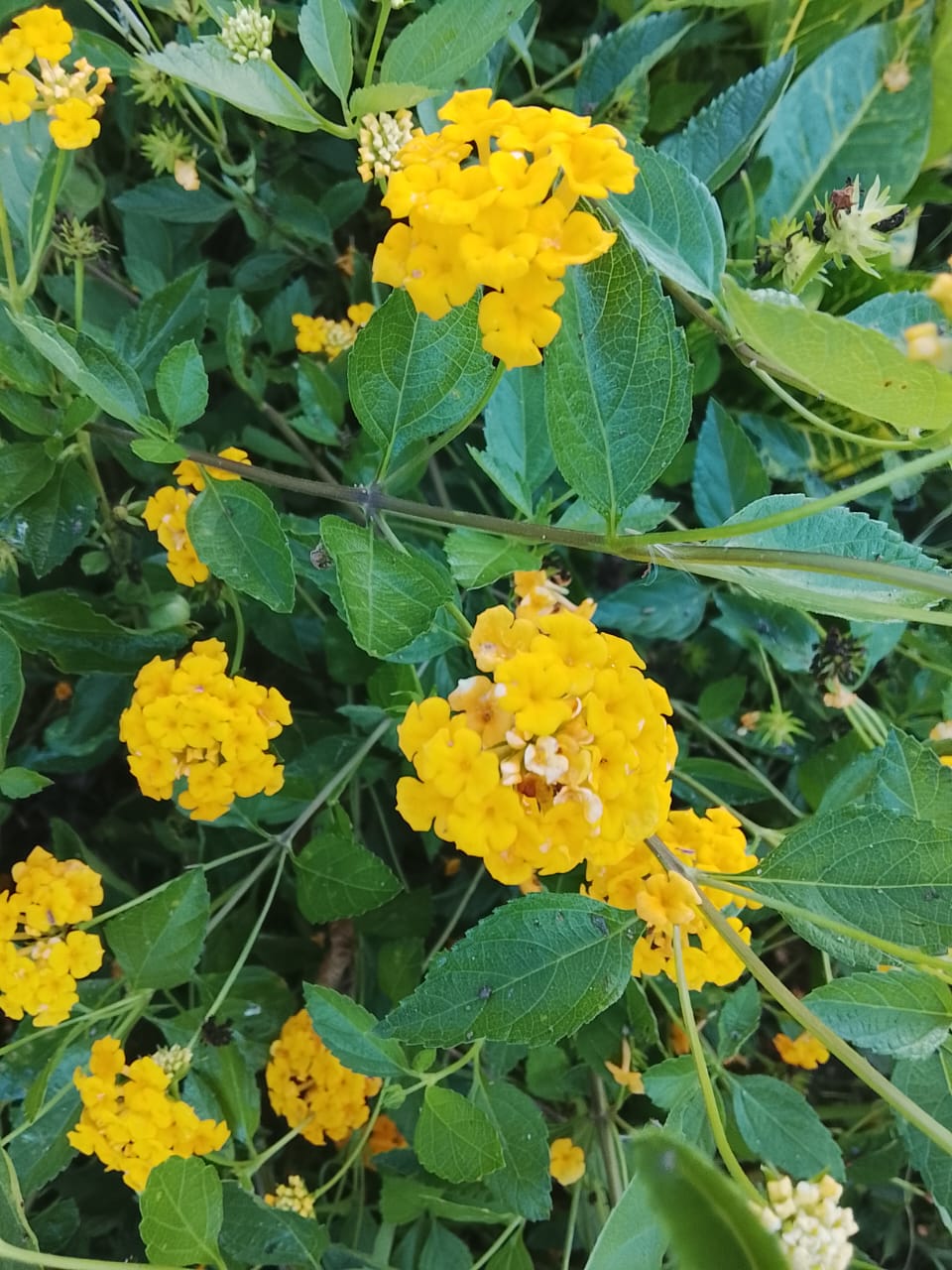 Lantana amarela