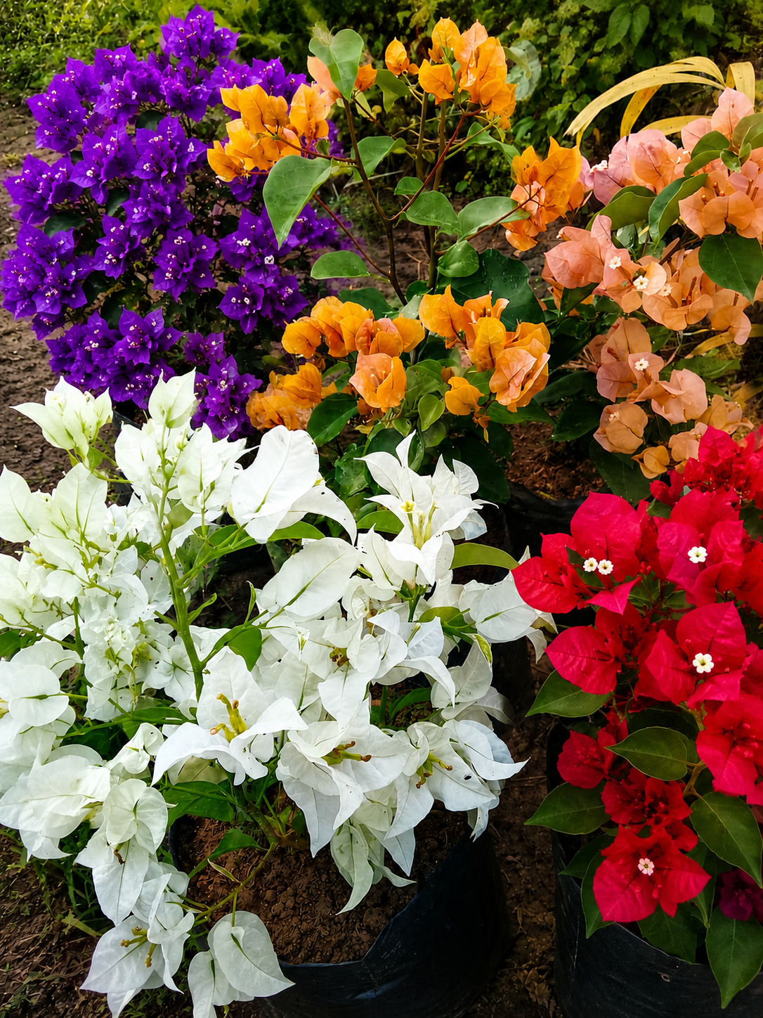 Buganvília Primavera