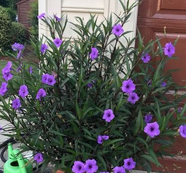 RUELLIA