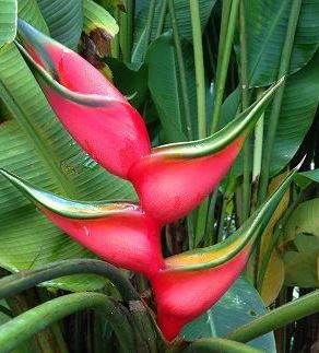 Helicônia Bihai