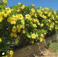Alamanda Trepadeira