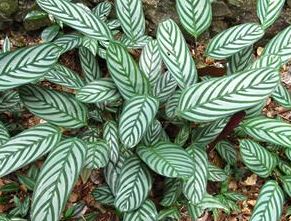 Maranta Verde e Branco