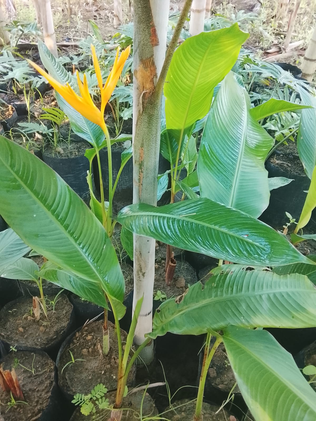 Helicônia Papagaio Amarela
