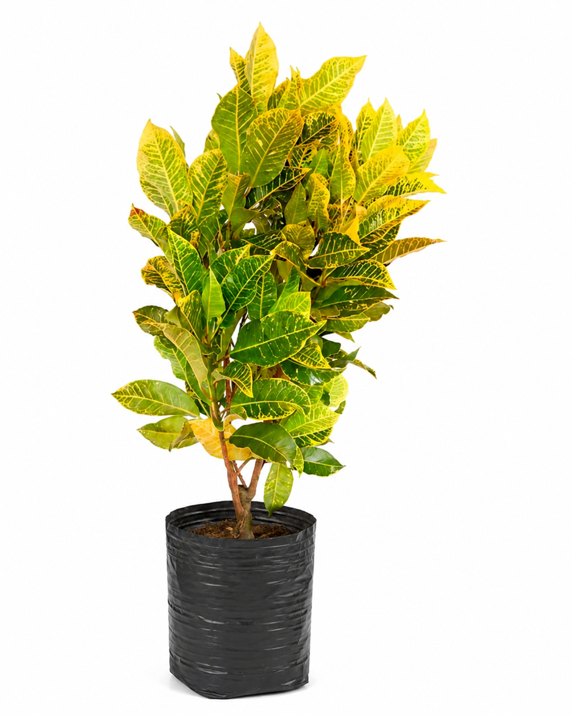 Croton Brasileirinho