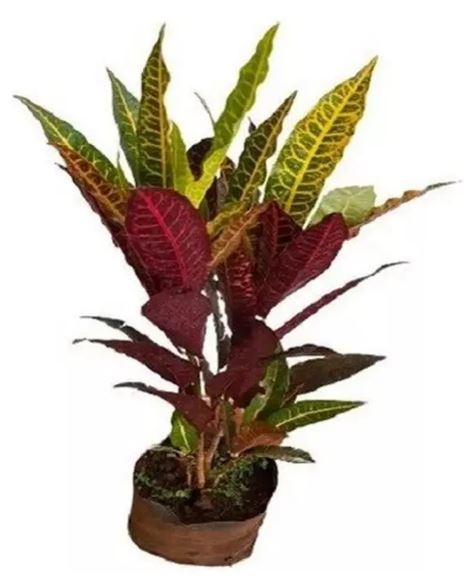 Croton Pé de Galinha
