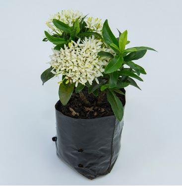 Mini Ixoria Reis Branca
